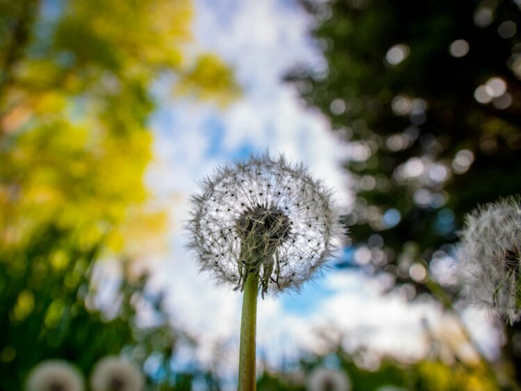 White dandelion in close up photography