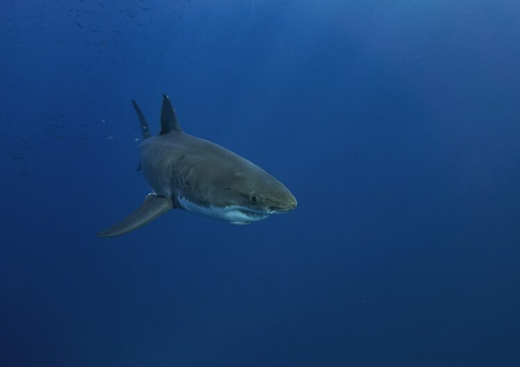Black shark in blue water