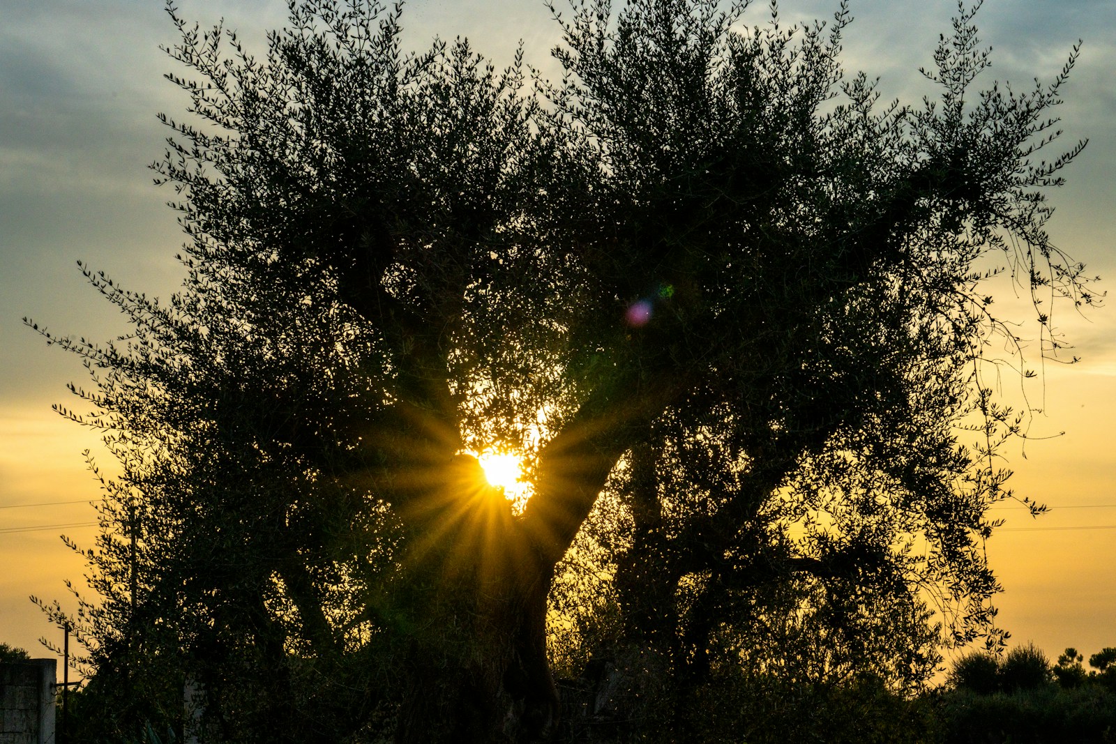 The sun is setting behind a tree in a field