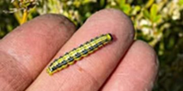 Kom jij dit insect tegen in je tuin? Meld het dan direct!