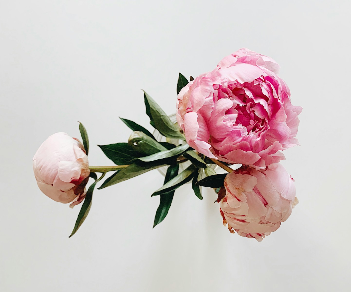 Pink roses in white background