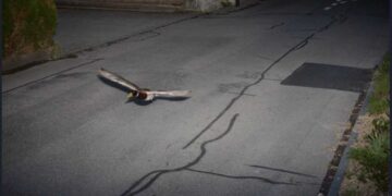 Deze flitspaal legde wel een hele bijzondere snelheidsovertreder vast…