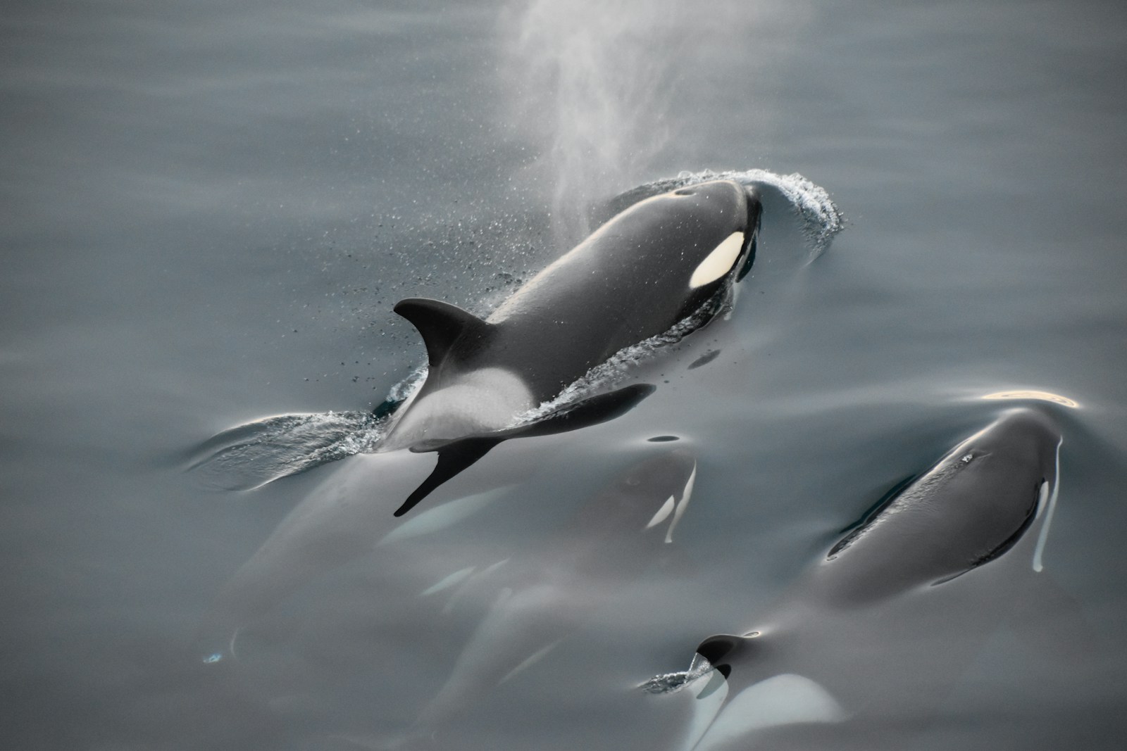 Black and white whale in water