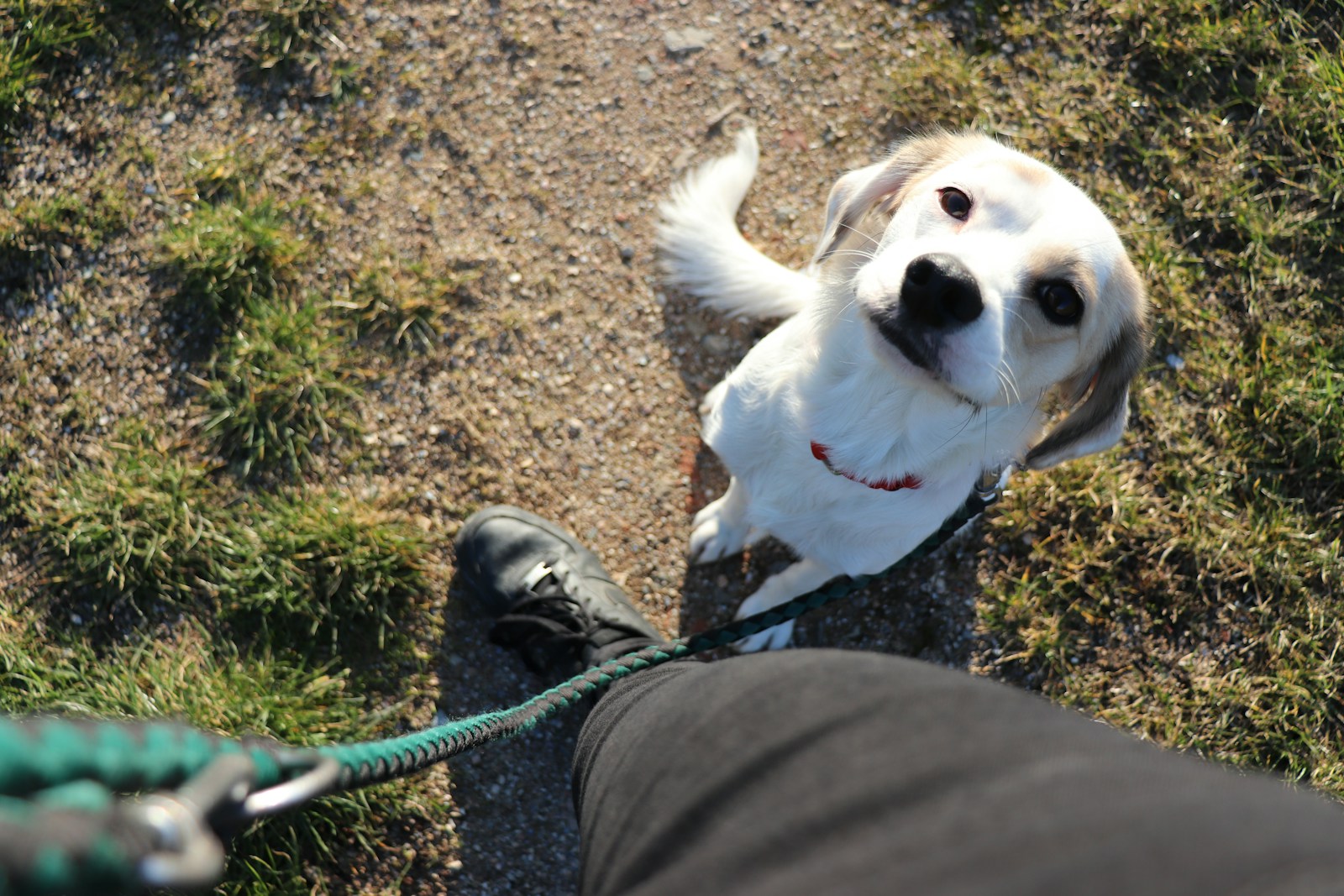 A small white dog standing on top of a grass covered field