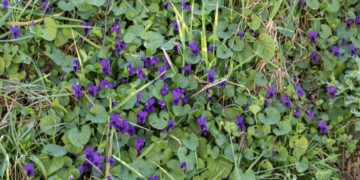 Aha: zo kom je van dat irritante hondsdraf af in de tuin