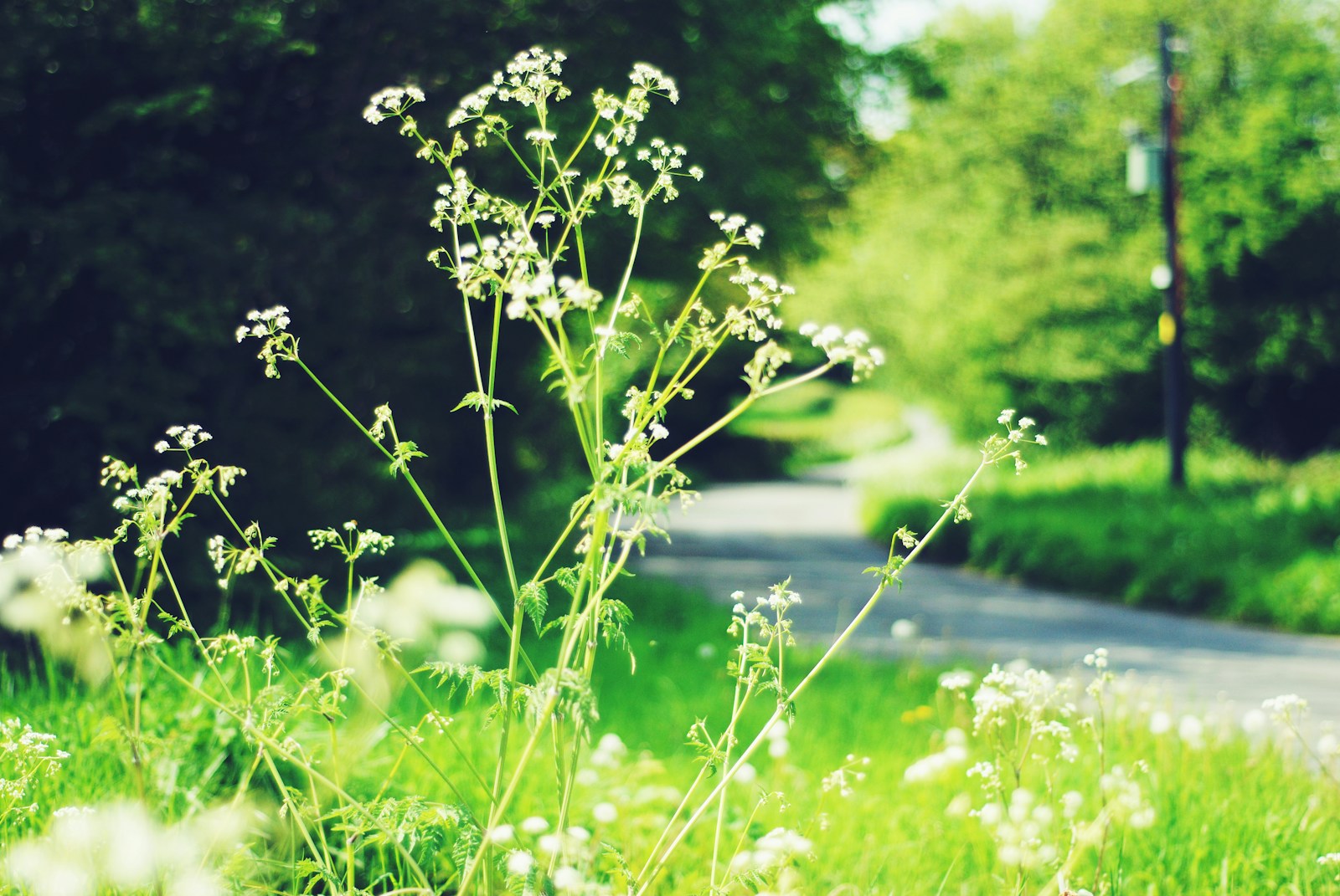 Plants near road