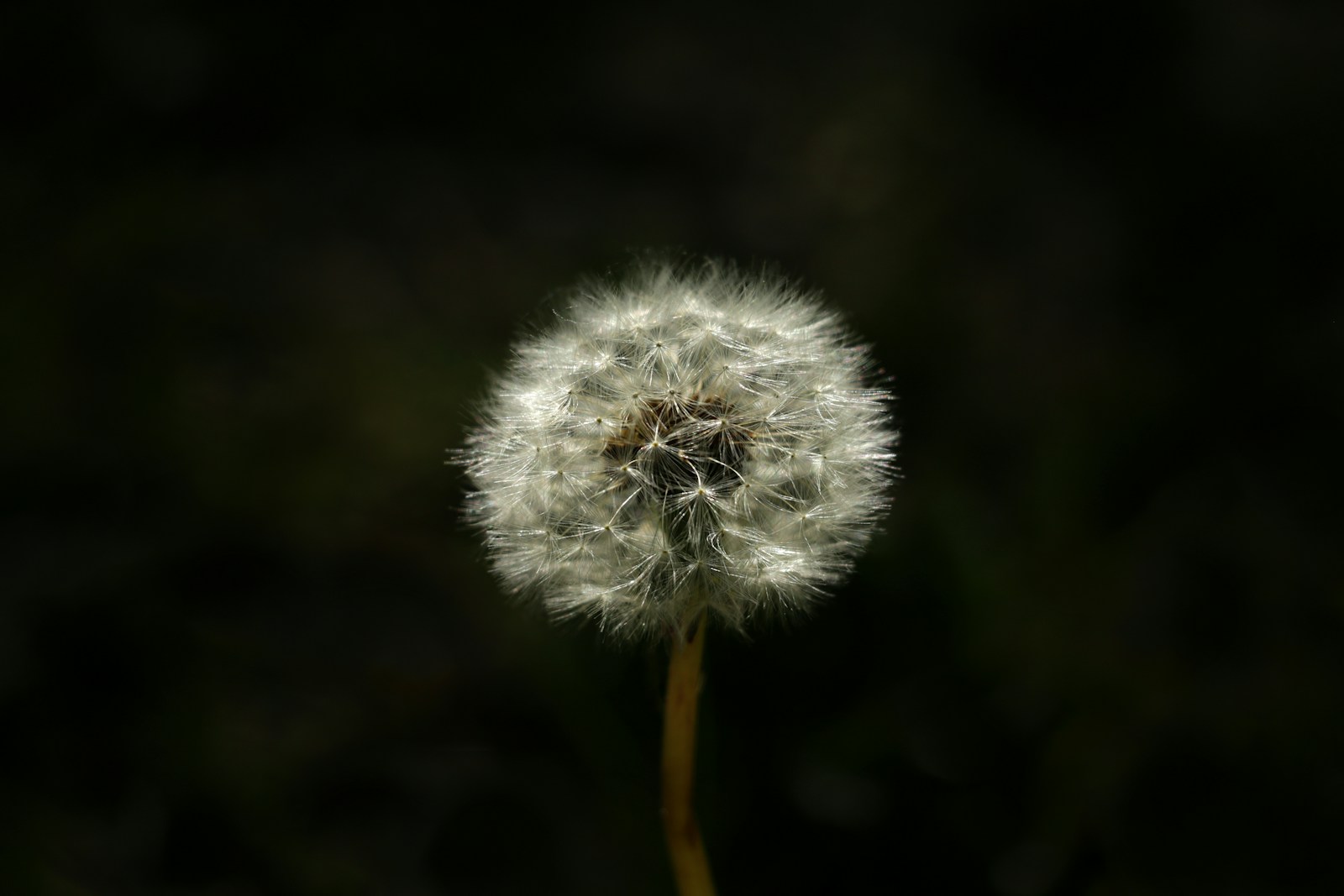 White dandelion in close up photography