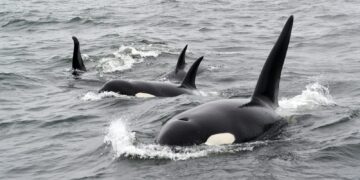 black and white whale on water during daytime