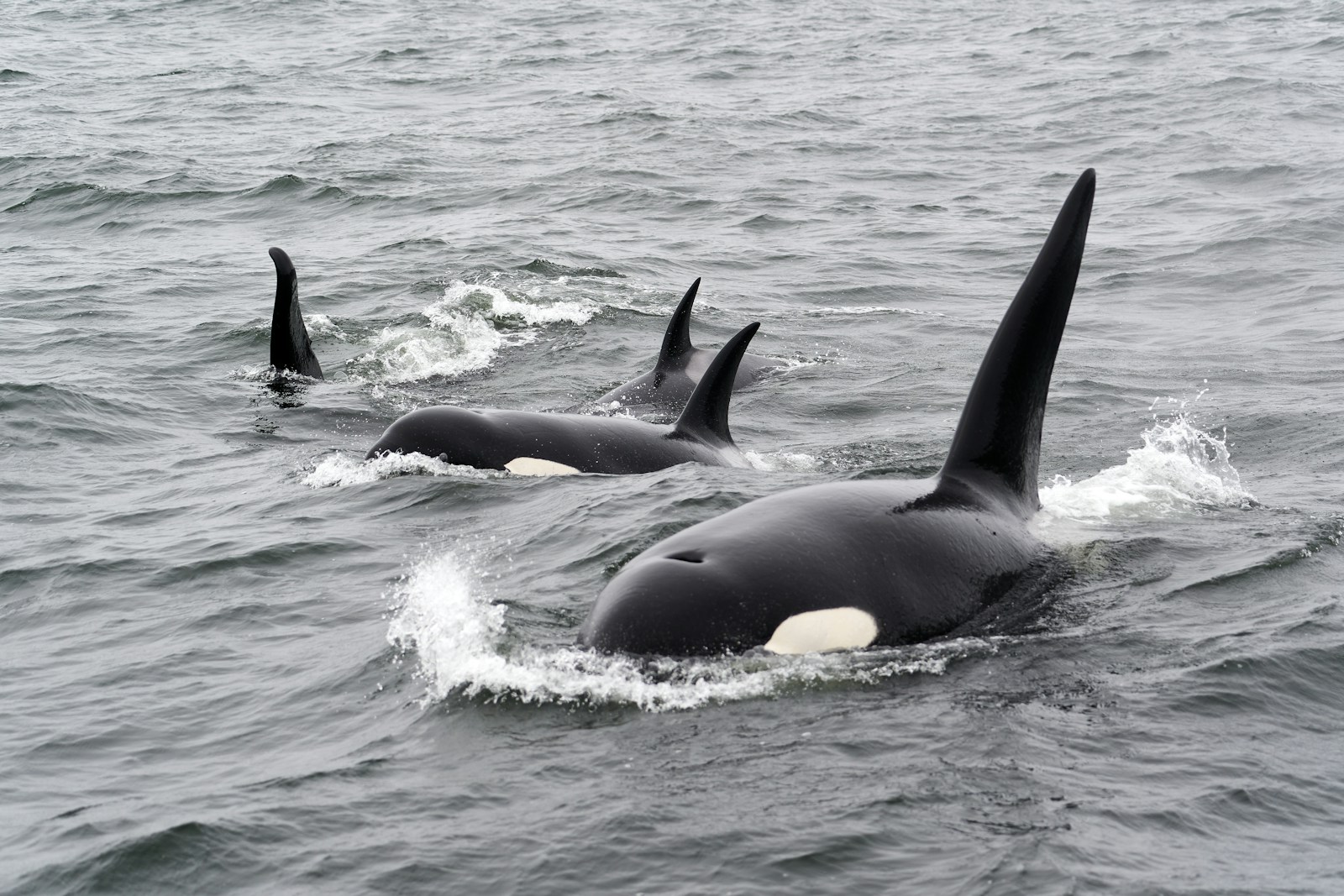 Black and white whale on water during daytime
