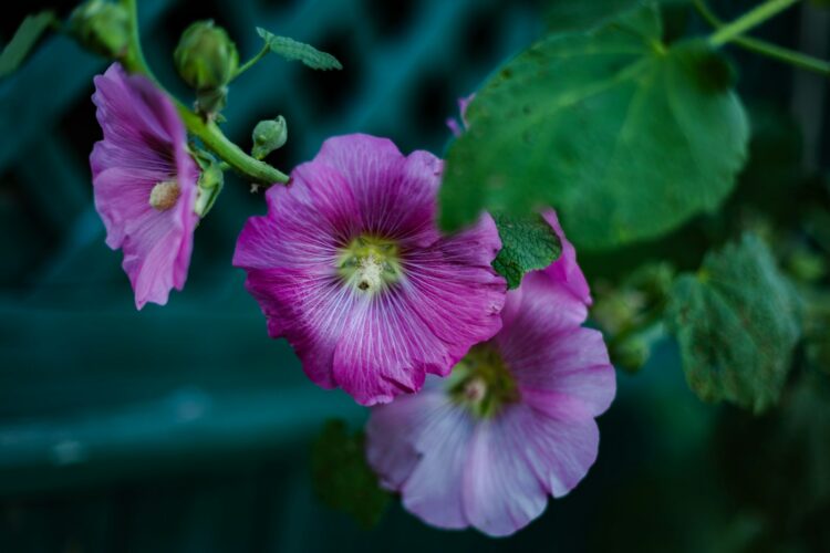 A close up of a pink flower with green leaves