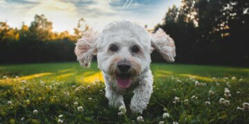 close-up photo of white medium-coated dog running on grass field during daytime