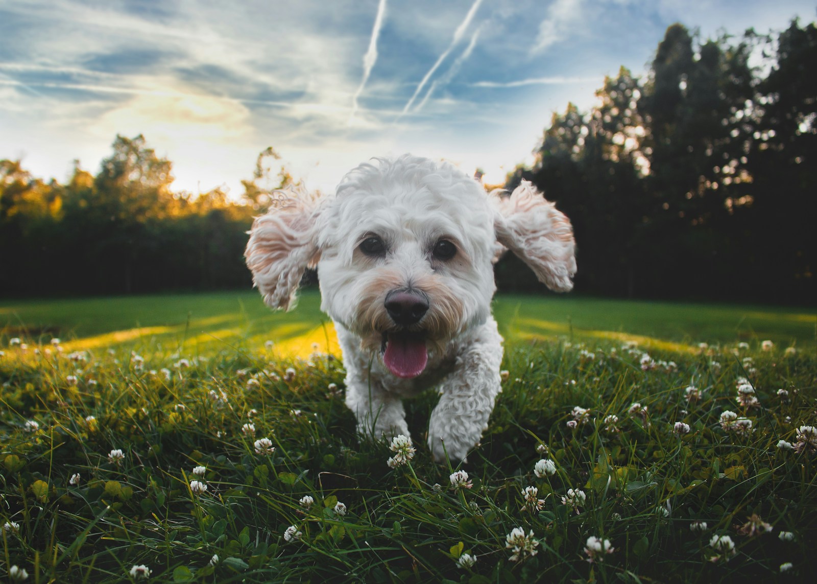 Close up photo of white medium coated dog running on grass field during daytime