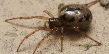 Opgelet! Mediterrane spin met ’tandkaken’ duikt steeds vaker op!