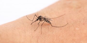 Dit zijn de beste tips tegen muggen in je kamer (die je nog niet kent)