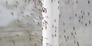 Dit zijn de beste tips tegen muggen in je kamer (die je nog niet kent)