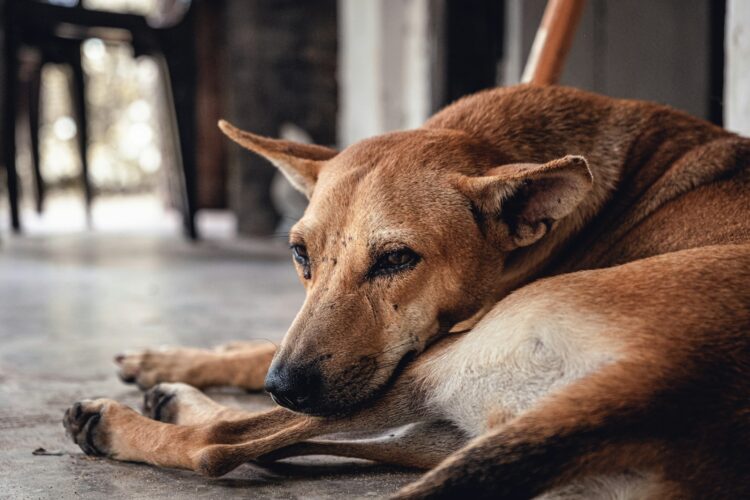 Dog lying on floor