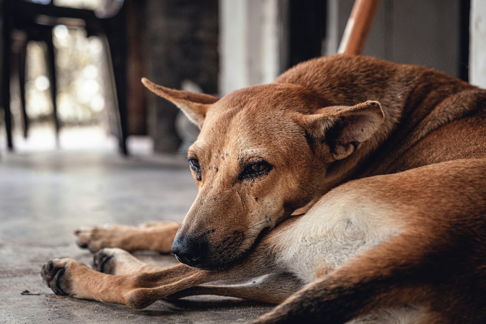 Dog lying on floor