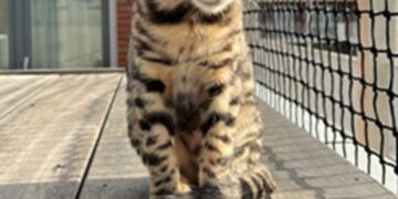 Kattenliefhebbers opgelet: mag je zomaar een kattennet aanbrengen op je balkon? Dit zegt de wet