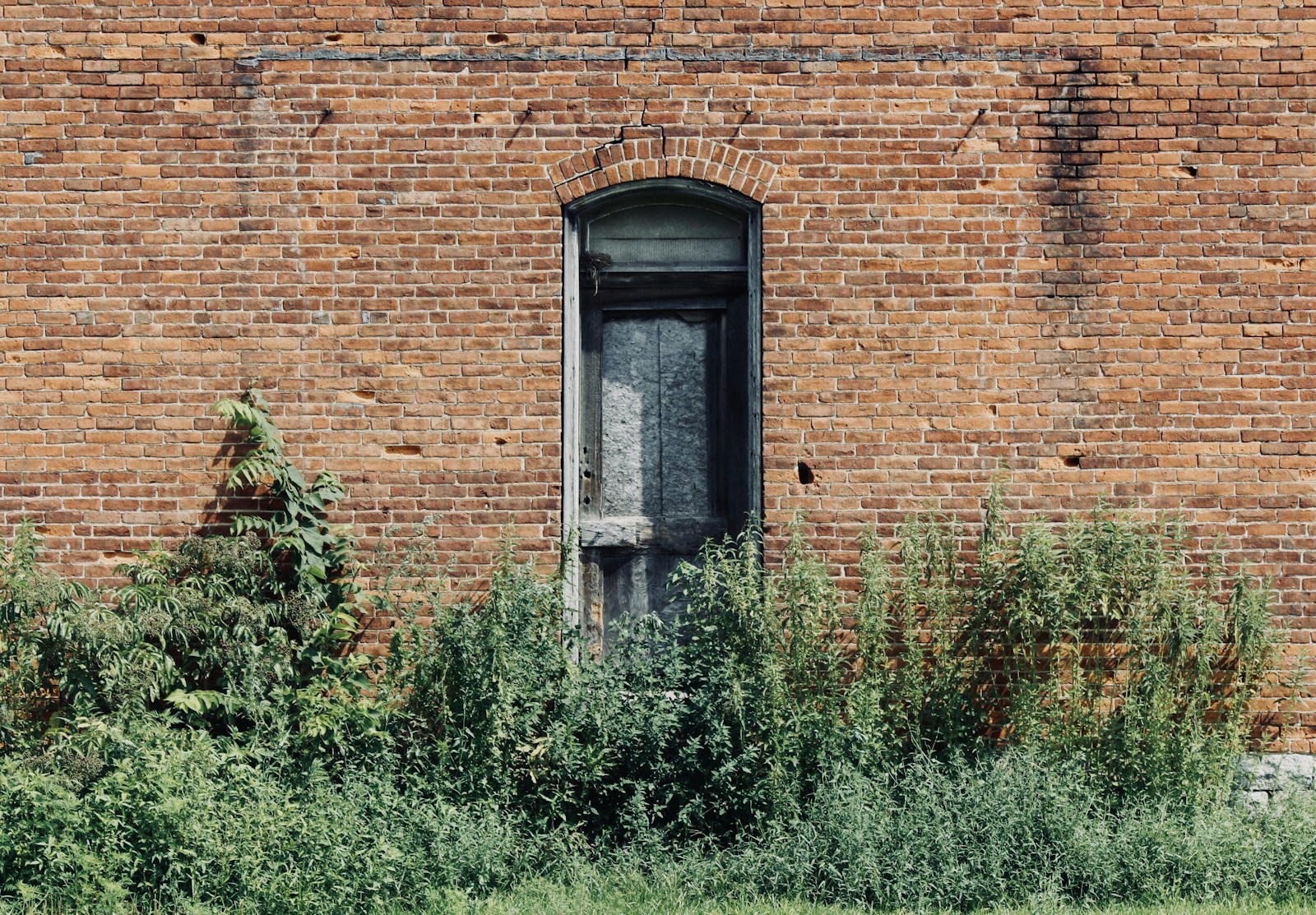 Green plants beside brown building