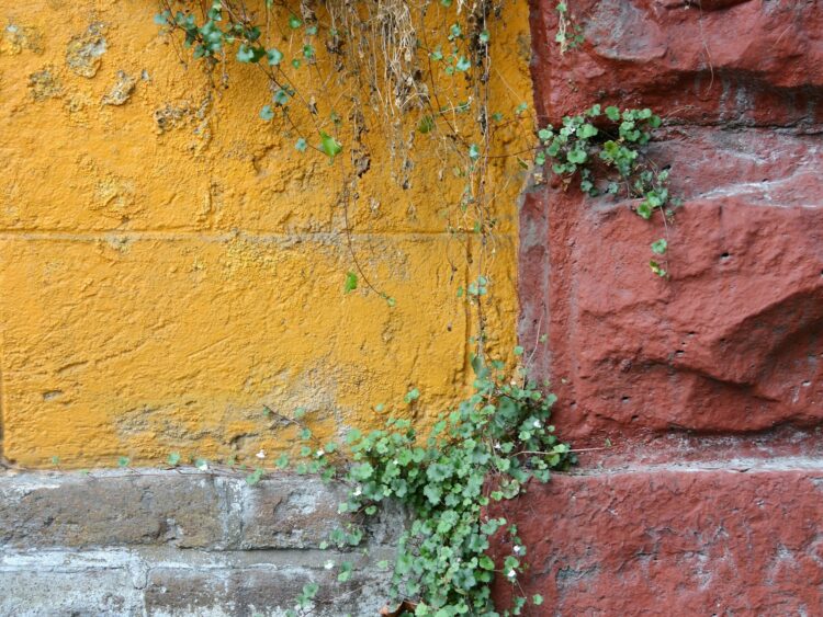 Green and red vine plant on brown brick wall