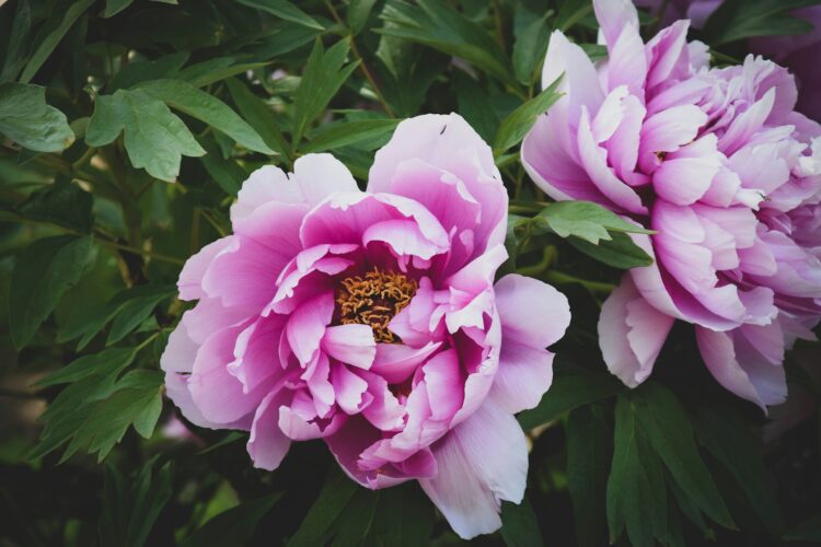 Closeup photo of pink cluster flowers
