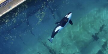Hartverscheurende beelden tonen orka’s gestrand in gesloten waterpark, maanden nadat het zijn deuren…