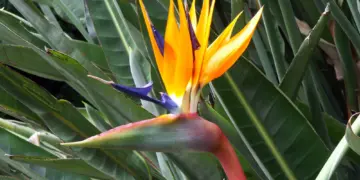 Heb je deze plant thuis of in je tuin? Dan kun je een flinke boete krijgen tot wel €20.000