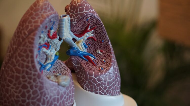 Selective focus photography of anatomy lungs
