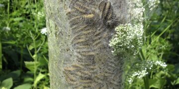 De eikenprocessierups is er weer: dit moet je doen om brandhaartjes te voorkomen of te genezen