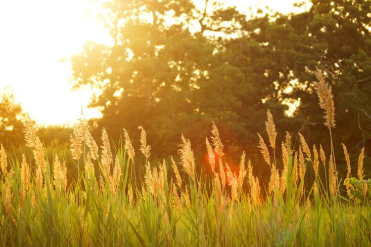 Scenery of a grassfield during sunset