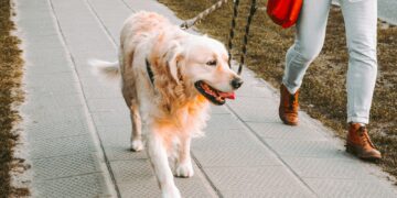 person walking beside Golden retriever on the street