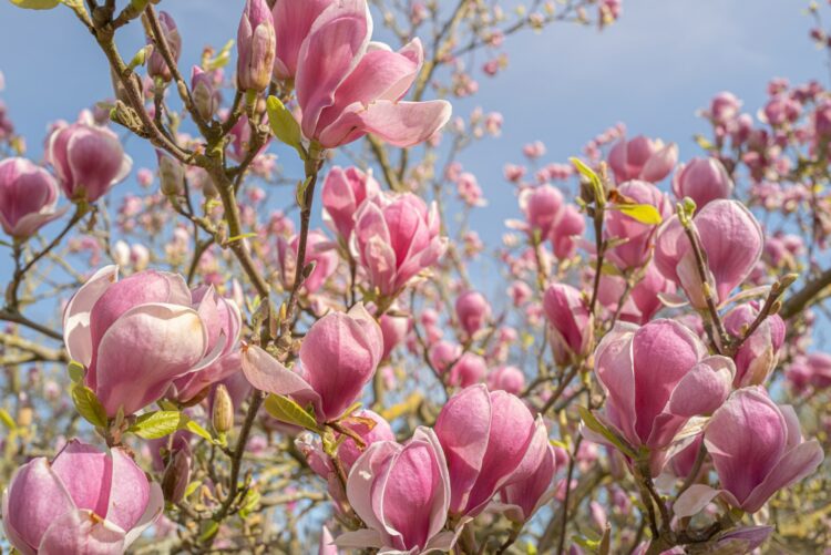 Pink flowers under blue sky during daytime