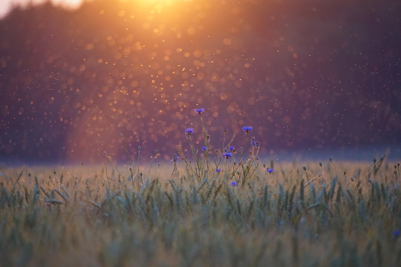 Cornflowers sunset mosquitoes swarm of mosquitoes field dancing gnats swarm backlighting points of light grain eve forest agriculture nature landscape mood sunlight to dance evening light sun flying harvest usedom crooked mosquitoes mosquitoes field field forest forest forest forest forest agriculture nature sun sun sun sun sun