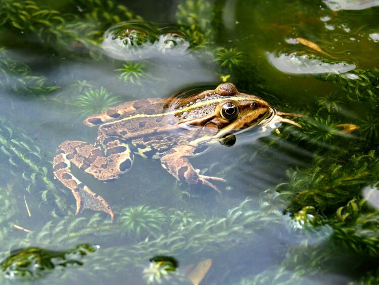 Brown frog in water
