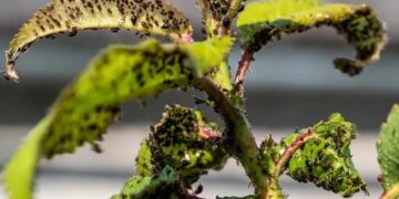 Zwarte thee tegen bladluis: dit huismiddeltje lost twee problemen tegelijk op!