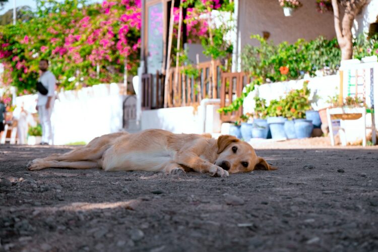 A dog laying on the ground in front of a house