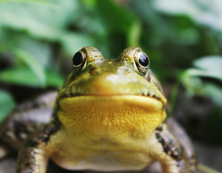 Closeup photography of a frog