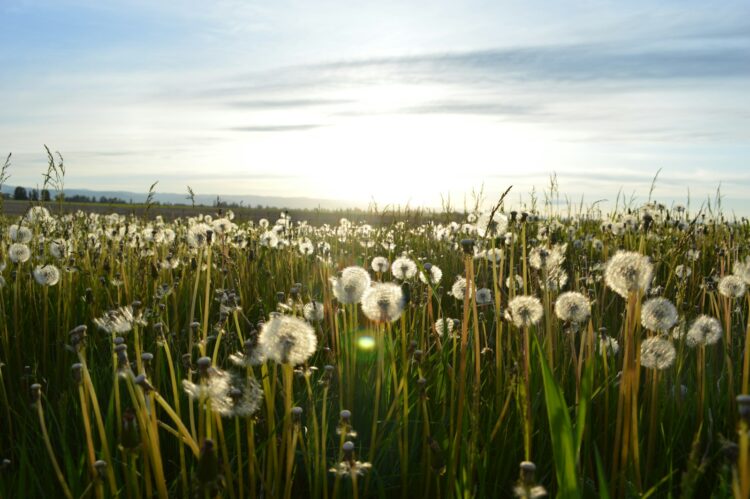 Dandelion flower on green grass field