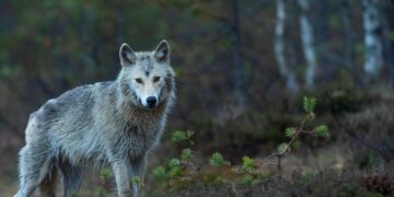gray wolf on brown grass