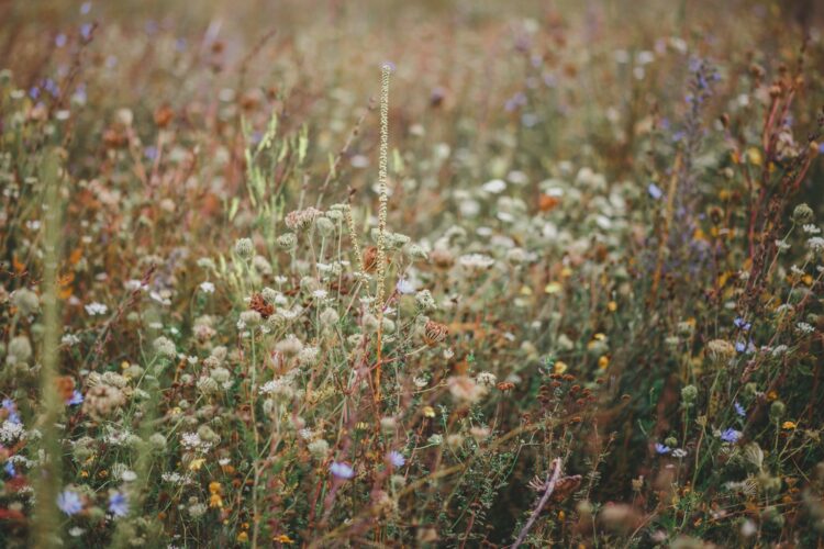 Field on assorted color flowers