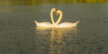 white swan on water during daytime