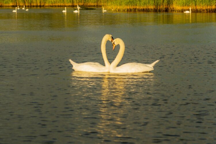 White swan on water during daytime