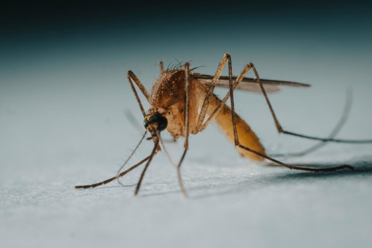 A close up of a mosquito on a white surface
