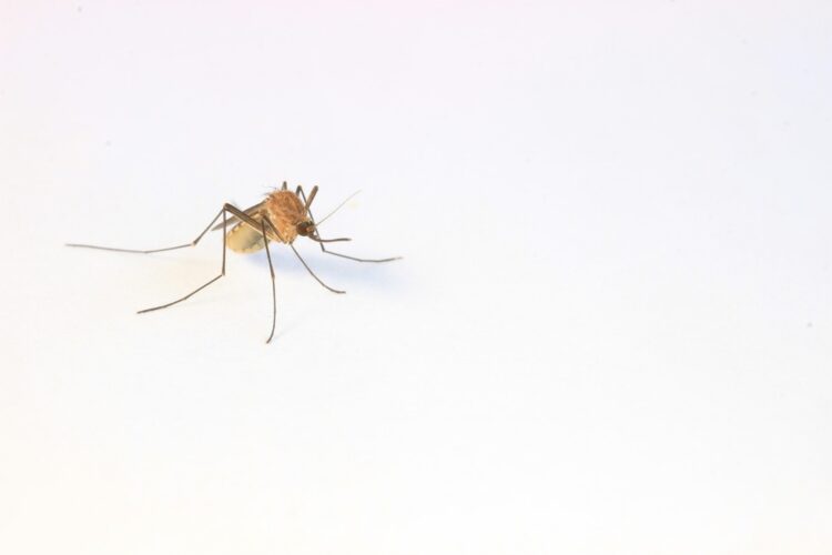 A close up of a mosquito on a white background