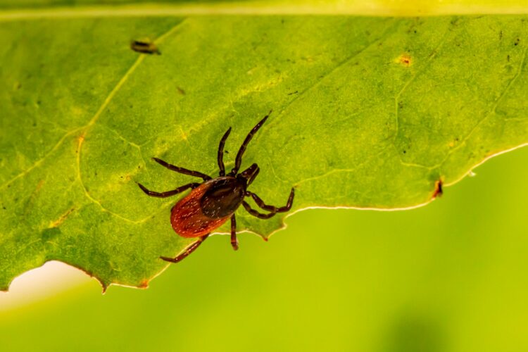 Brown spider on green leaf
