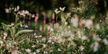 white and purple flower fields