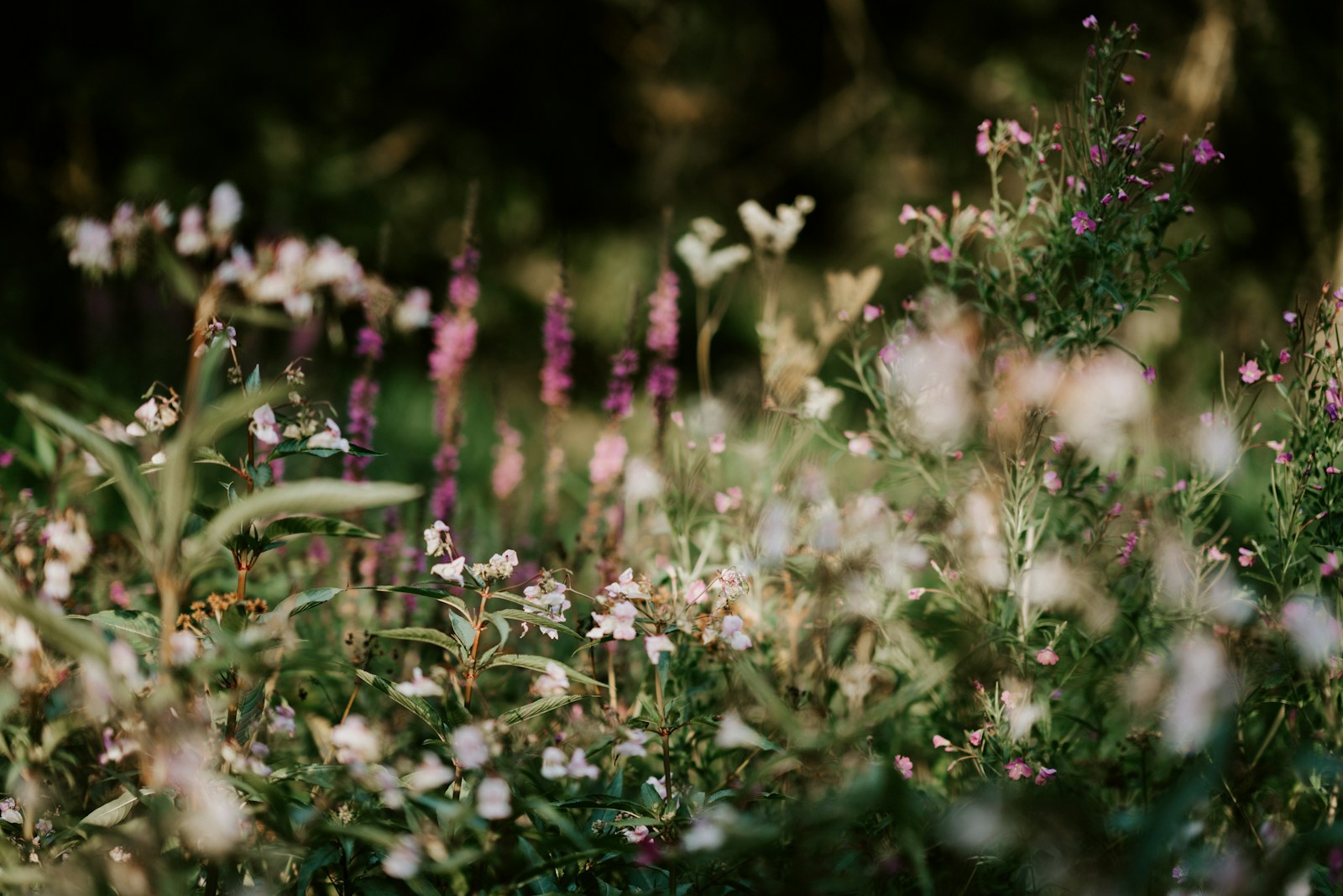 White and purple flower fields