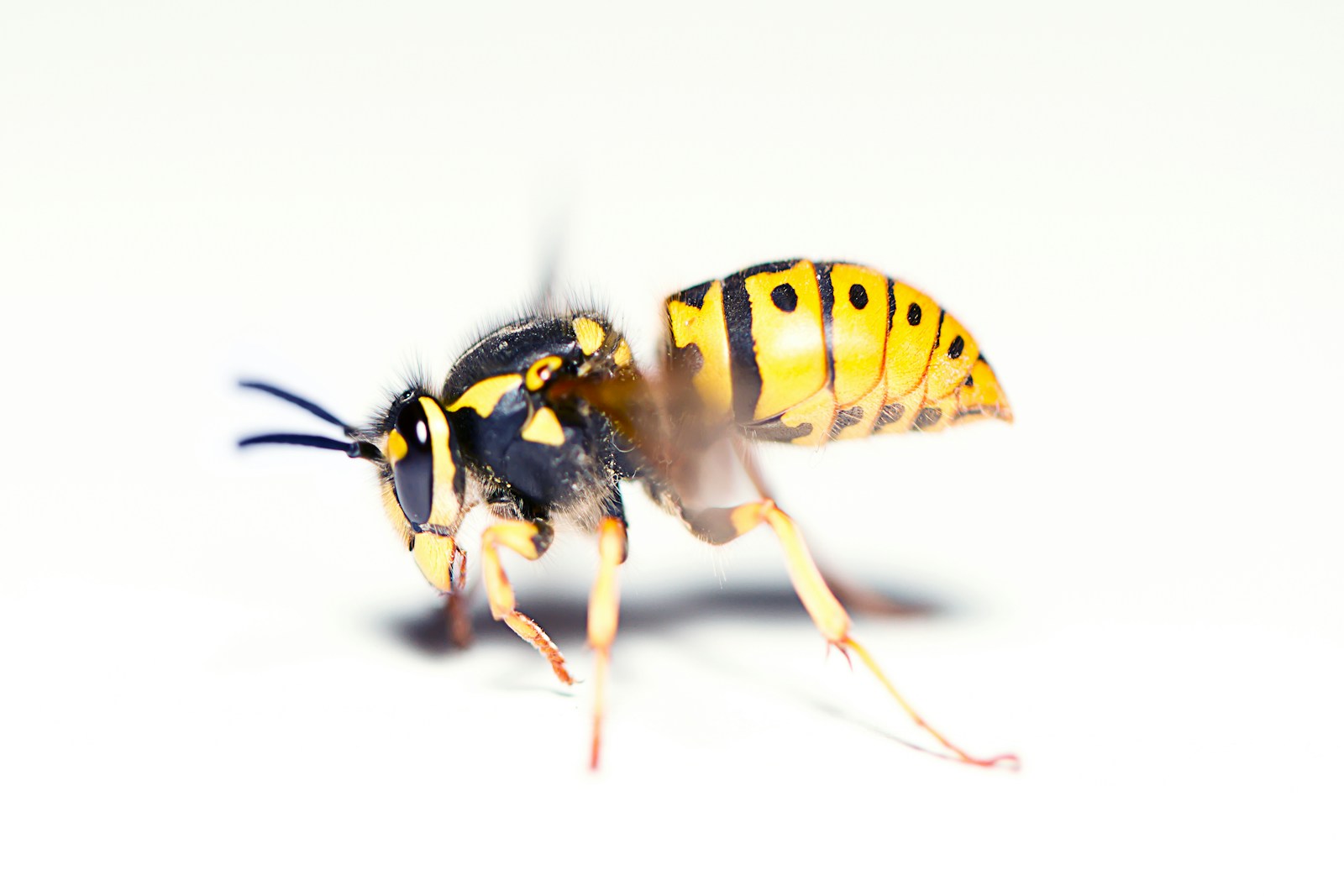 Yellow and black bee on white surface