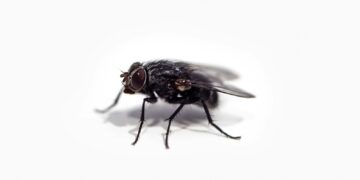 black fly on white surface