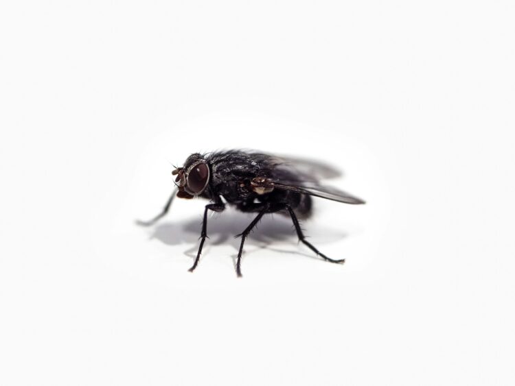 Black fly on white surface